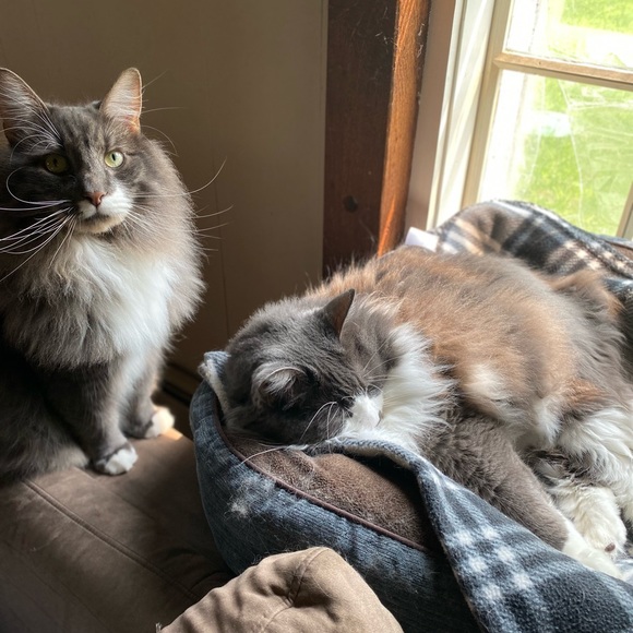 Meet Your Posher: Colleen ✨ - Picture 5 of 5